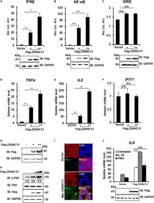 Frontiers Zdhhc Positively Regulates Nf B Activation By Enhancing